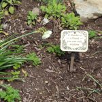 Garden Filled with Memories Inspires Mohnton Woman