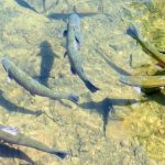 Students Celebrate Videotaped Release of Trout into Antietam Creek