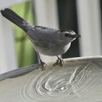 City of Reading Count Reveals Diverse Bird Life