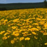 Nature, along with Berks County, moves into yellow phase