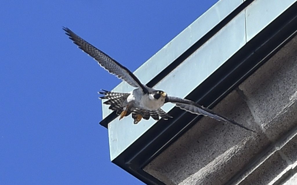 This year’s Reading Peregrine Falcon nestlings in tough battle for survival