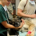 Veterinarian Guidance Updated to Include Routine or Elective Surgeries