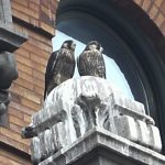 After nearly wiped out in the last century, the Peregrine Falcon in Berks now a success