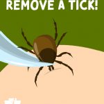 Protect Against Tickborne, Other Vectorborne Illnesses When Venturing Outdoors
