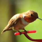 Be on the lookout, Berks, for the Western hummingbirds