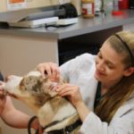 Key Donors Shaping The Future Of ARL Of Berks’ Veterinary Care