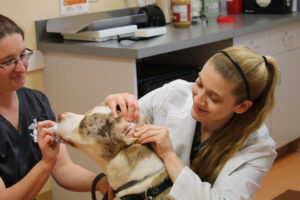 Pet Behavioral Health: Keeping Fear out of the Exam Room