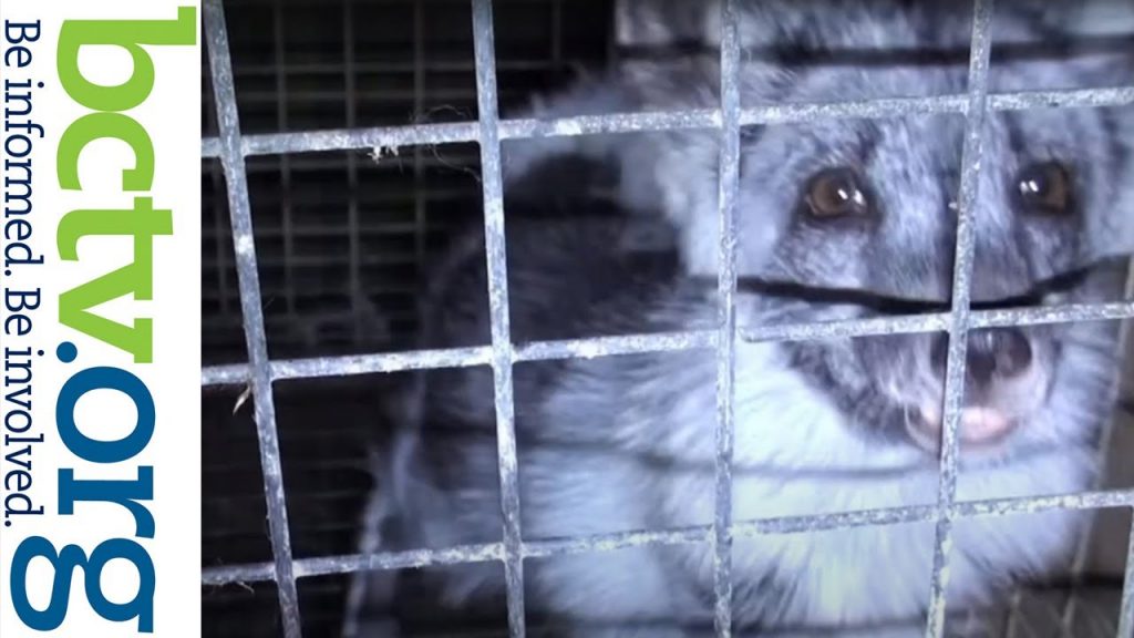 Stopping the Fur Industry 11-25-20