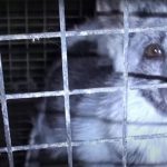 Stopping the Fur Industry 11-25-20