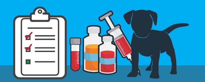 Should you Vaccinate Your Dog Against Leptospirosis?
