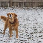 Cold Weather Pet Care Tips