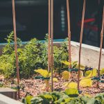 Penn State Extension: Raised Bed Gardening
