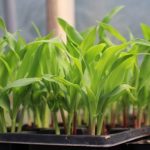Penn State Extension: Vegetable Gardening Basics