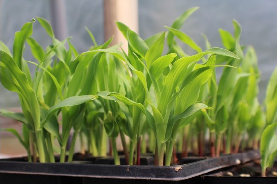 Penn State Extension: Vegetable Gardening Basics