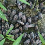 Invitation to Spotted Lanternfly Public Meeting