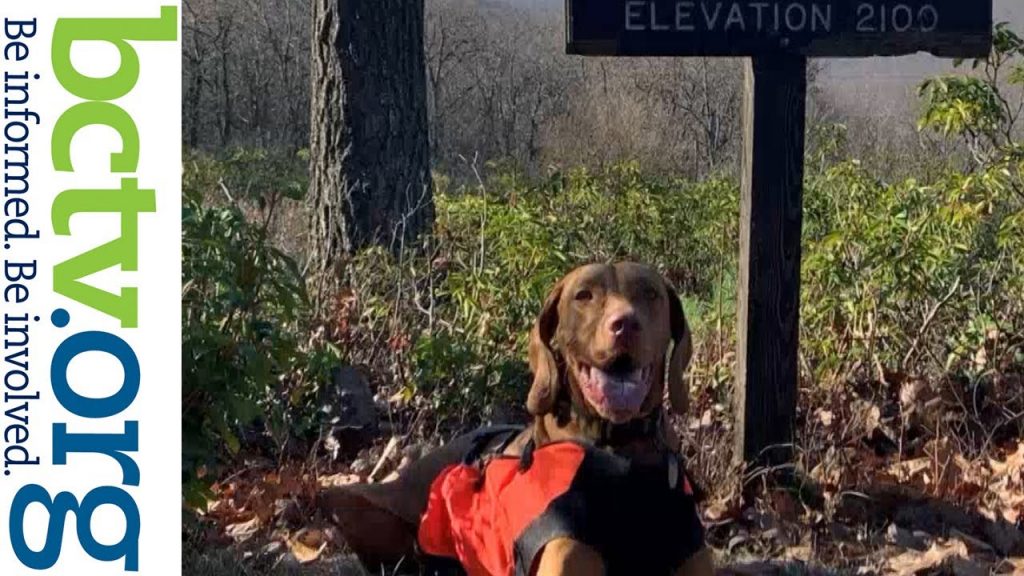 Vizsla Vizsion – How a Vizsla Opened My Eyes to the Simple Joys of Life 4-23-21