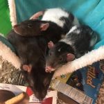 Five Reasons Why Rats Make The Best Pets