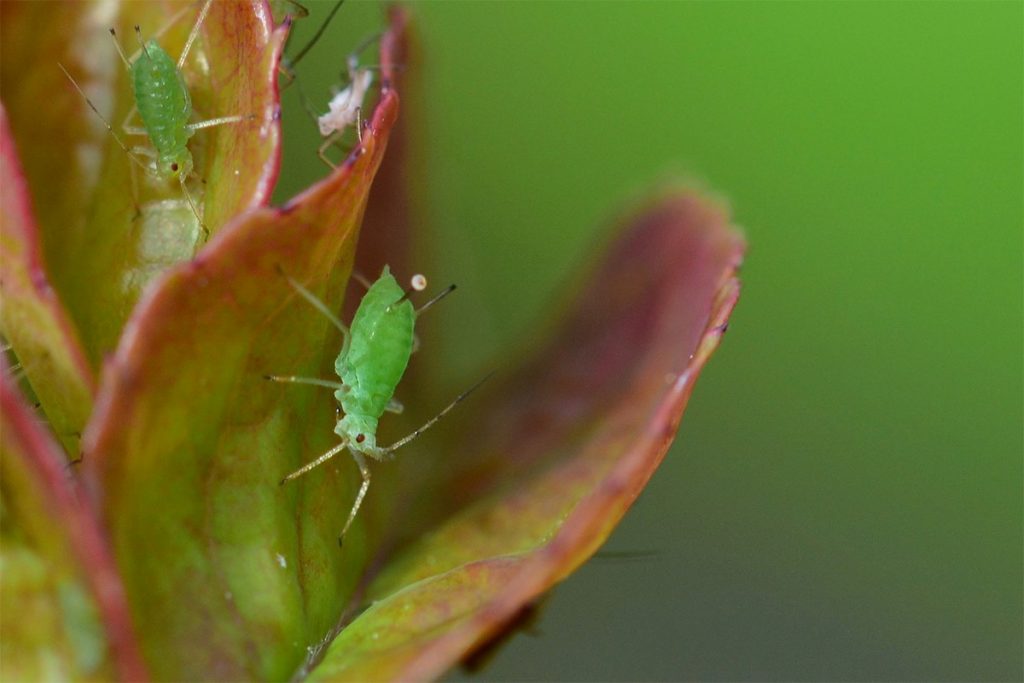 Continuing Education: Summer’s Hottest Ornamental Plant Pests