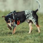 Humane PA, Animal Rescue League Team Up to Battle Canine Parvo Virus