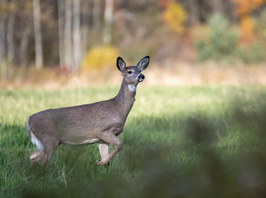 Wildlife Feeding Ban Proposed in Allegheny National Forest