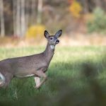 Wildlife Feeding Ban Proposed in Allegheny National Forest