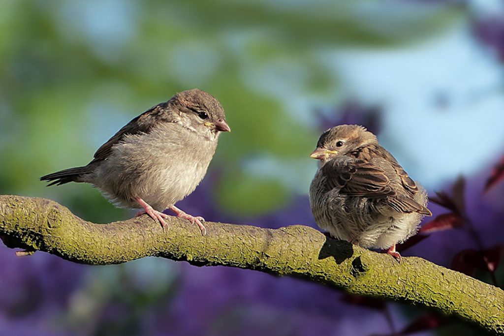 Mystery Songbird Disease: Knowns, Unknowns, and Actions to Take