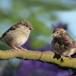 Mystery Songbird Disease: Knowns, Unknowns, and Actions to Take