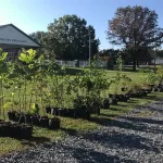Master Watershed Stewards Host Native Tree and Shrub Fundraiser