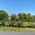 Master Watershed Steward Q&A for Native Tree and Shrub Sale