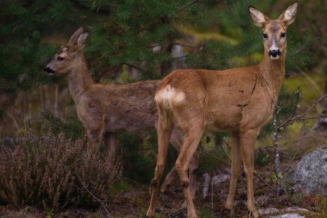 Antietam Lake Park Deer Management Program Update