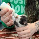 Animal Rescue League In Immediate Need of Foster Families