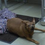 Animal Rescue League of Berks County 9-6-21
