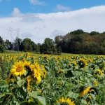 Lundale Farm Announces Sunflower and Harvest Festivals