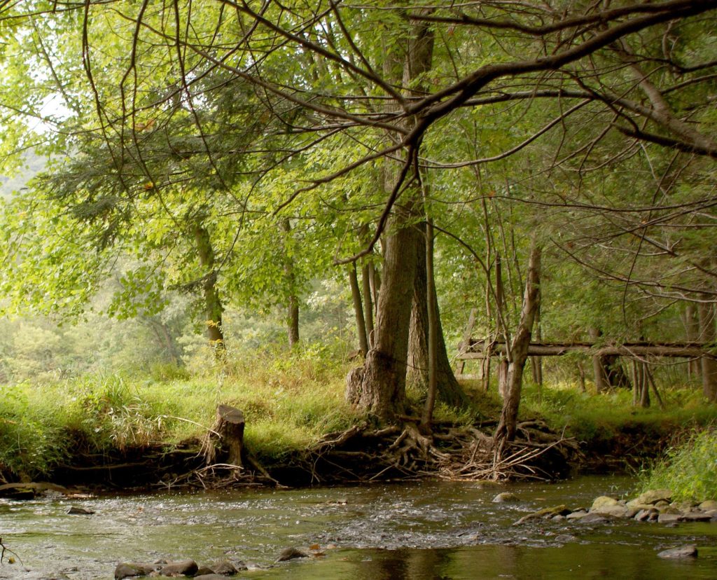 PA Groups Planting Trees as Part of “10 Million By 2025” Goal