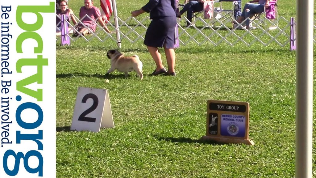 Berks County Kennel Club 2021 Annual Point Show 10-5-21