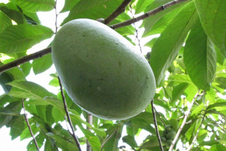 Pawpaw Fruit in the Garden and the Kitchen
