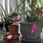 Finding the Joy of Plants in Winter