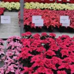 Poinsettias – What’s New with this Old Plant