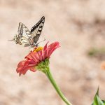 Botanical Photography and Growing Gardeners