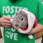 Animal Rescue League Opens Home for the Holidays Application