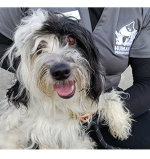 Meet Betty, The Stray Dog That Wandered Into The Movie Theater On Betty White’s Birthday