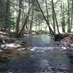 Penn State Extension: Woods in Your Backyard Series