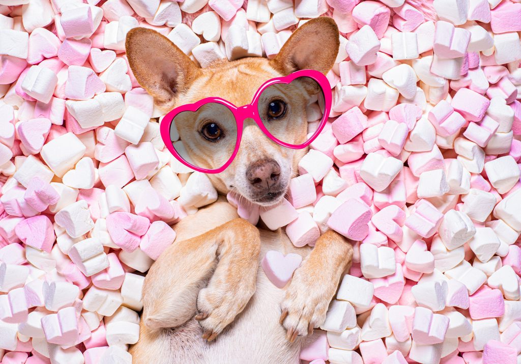 Animal Rescue League Opens Home For Valentine’s Application