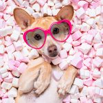 Animal Rescue League Opens Home For Valentine’s Application