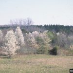 Sale of Two Popular Landscape Plants Now Banned in PA