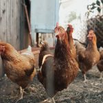 PA Poultry Owners Should Take Steps to Protect Flocks Against Avian Flu