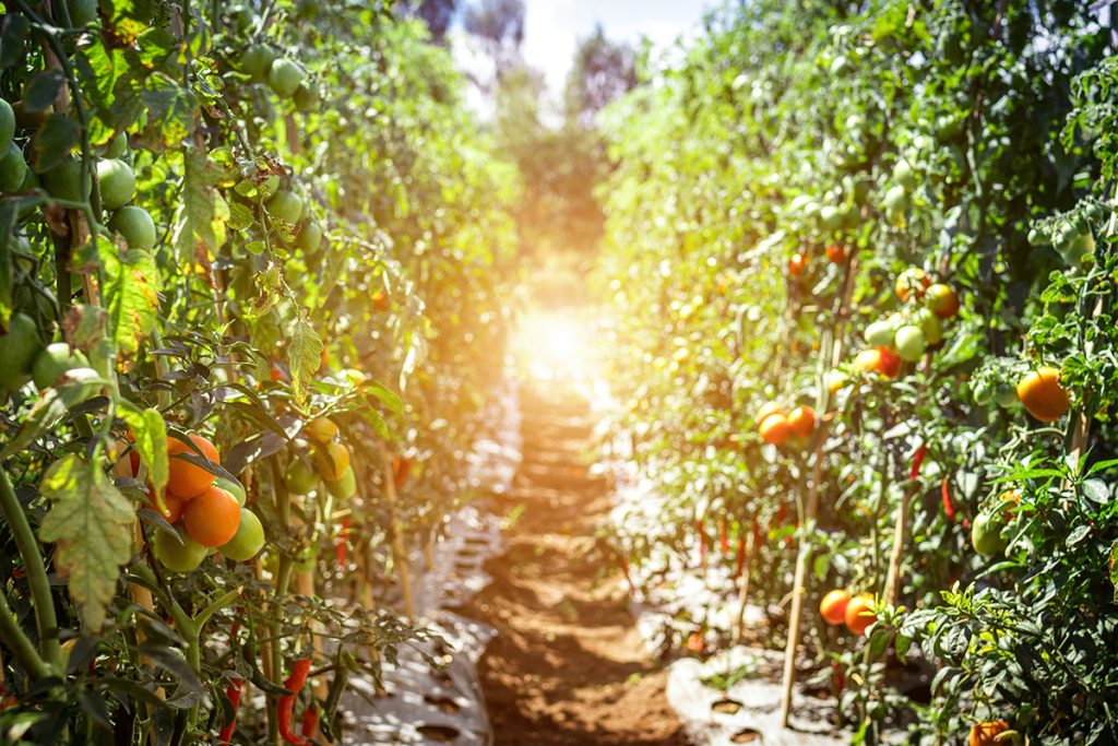 Epic Tomatoes from Your Garden: History, Stories, and Tips for Success