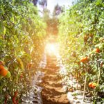 Epic Tomatoes from Your Garden: History, Stories, and Tips for Success
