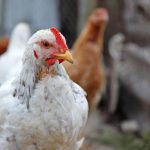 Highly Pathogenic Avian Flu Found at Lancaster County Poultry Farm