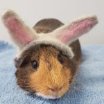 Storage World Will Sponsor Pet Adoptions on May 20